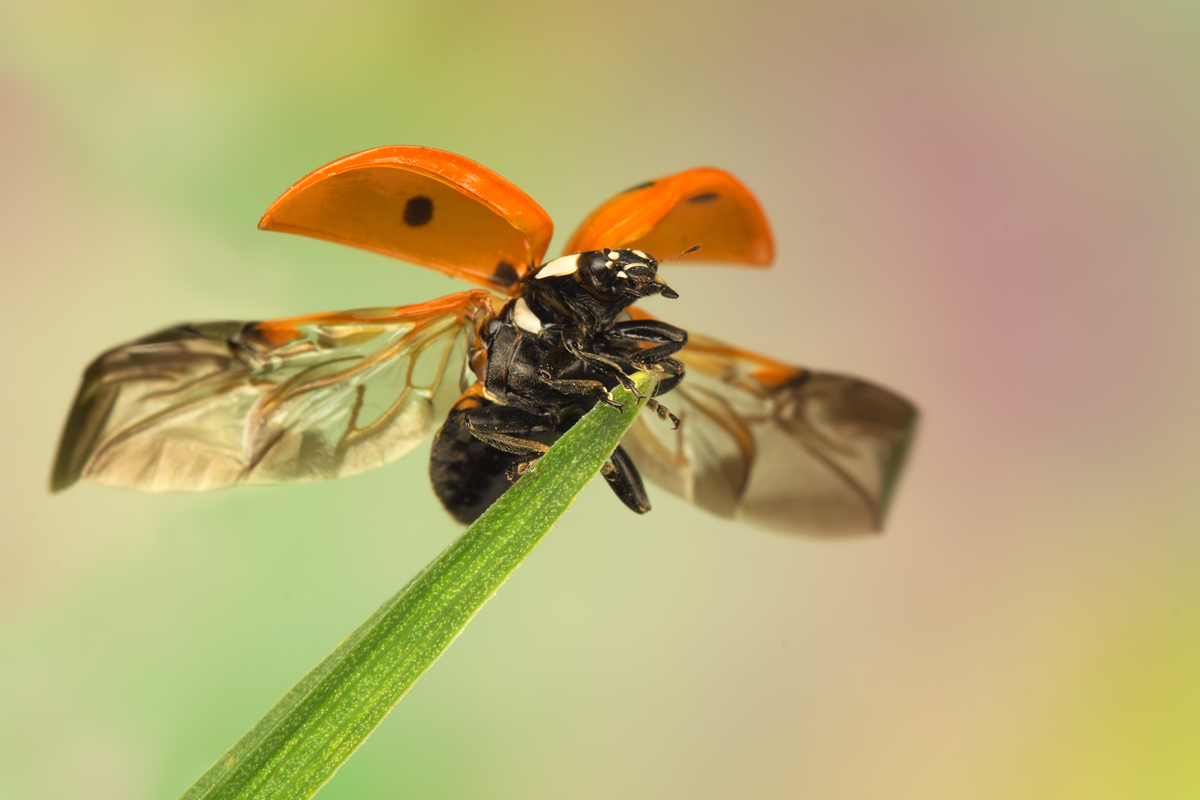 Seven Spot Ladybird Taking Off